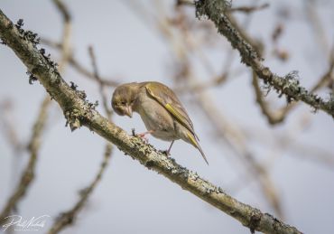 Greenfinch(1 of 1)
